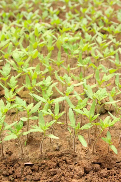 Seedlings — Stock Photo, Image