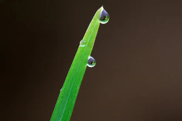 露水在杂草叶 — 图库照片