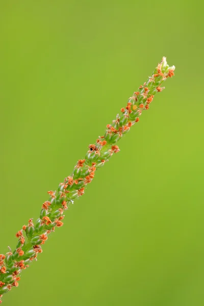 植物の花 — ストック写真