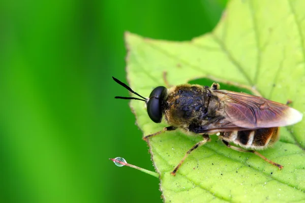 Insectos de abeja —  Fotos de Stock