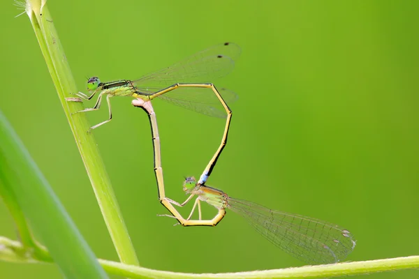 Duas damselflies acasalamento — Fotografia de Stock