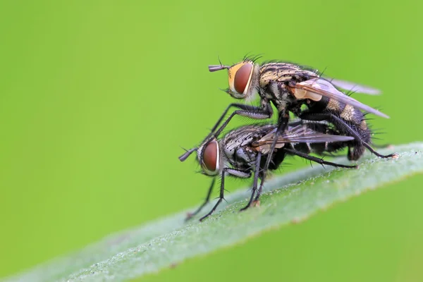 Iki muscidae böceklerin çiftleşme — Stok fotoğraf
