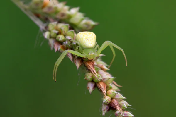 Ragno di granchio — Foto Stock