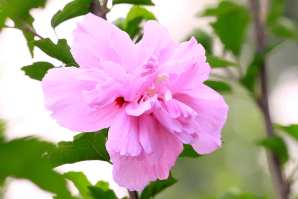 Hibiscus blommor — Stockfoto