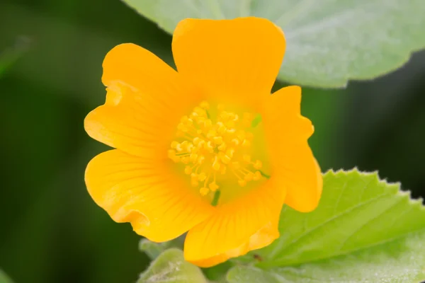 Abutilon — Stockfoto