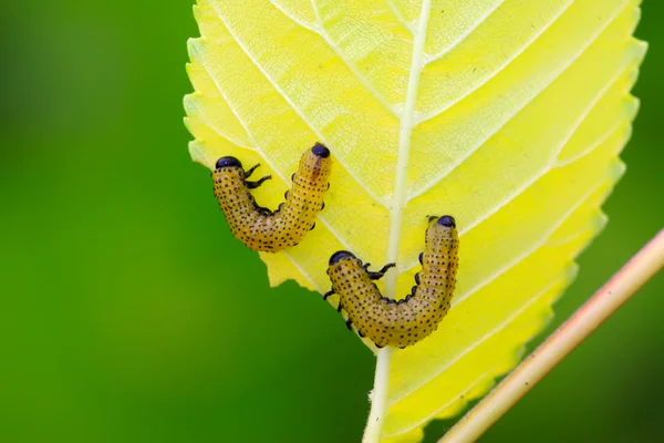 Insecte de classe abeilles — Photo