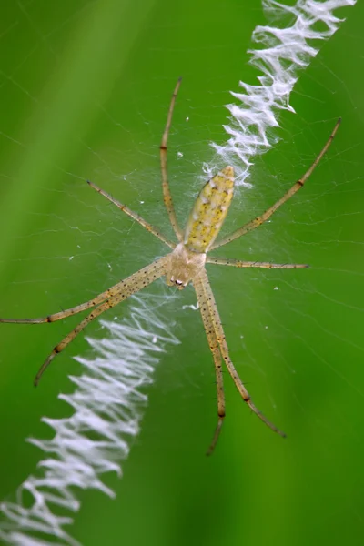 Une araignée sur le net — Photo