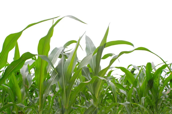 Closeup Zdjęcia liści kukurydzy — Zdjęcie stockowe