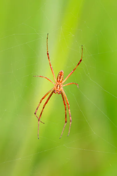 Un ragno — Foto Stock