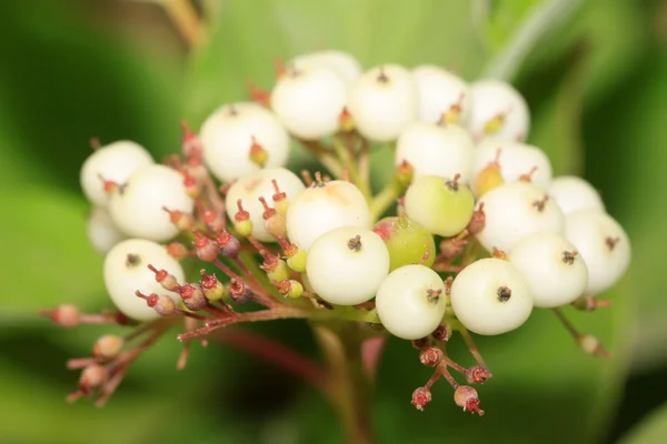 植物果实 — 图库照片