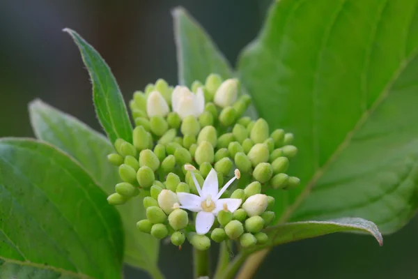 Fiori bianchi — Foto Stock