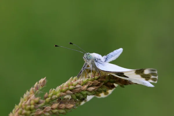 Schmetterling — Stockfoto