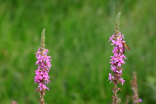 Lythrum salicaria flowers — Stok Foto