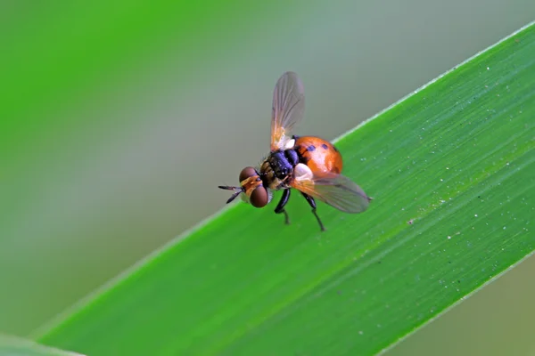 Muscidae έντομα — Φωτογραφία Αρχείου