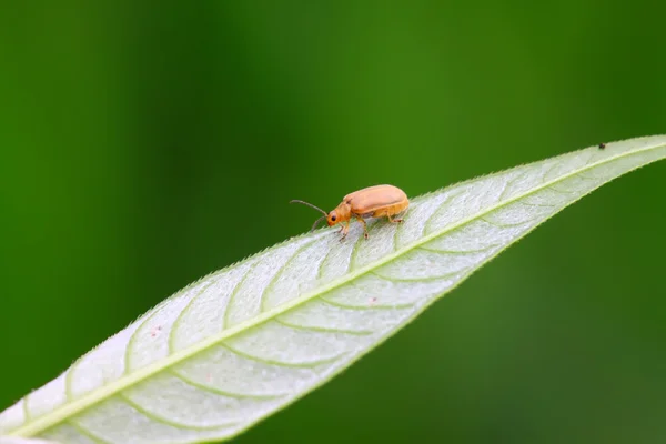 Un scarabée sur une feuille verte — Photo