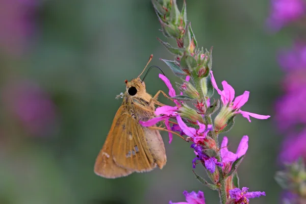 Papillon — Photo