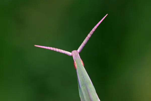 Locust — Stock Photo, Image