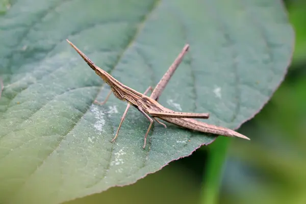 Locust — Stock Photo, Image