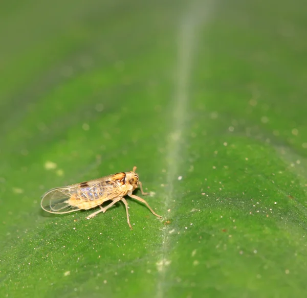 Insekter — Stockfoto