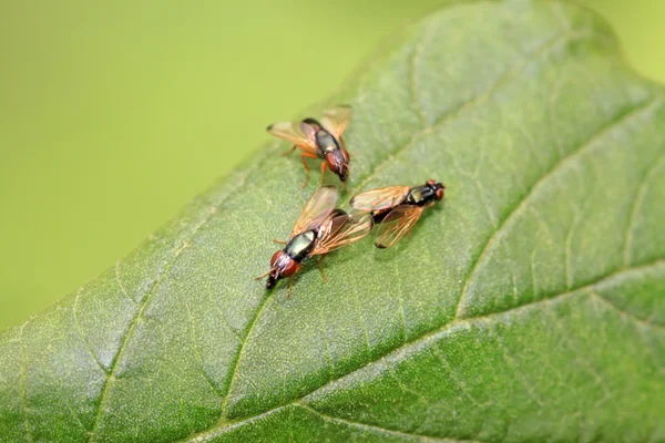 Muscidae комахи — стокове фото