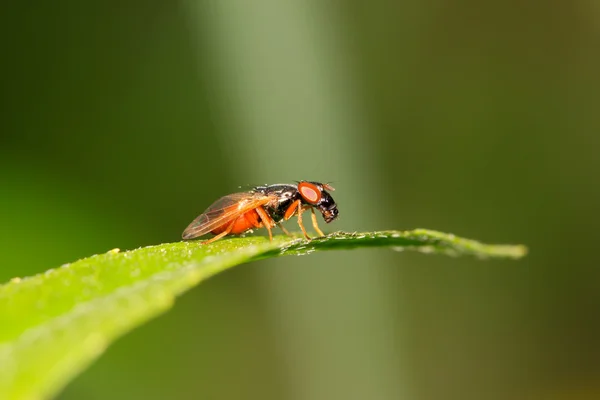 Muscidae insecten — Stockfoto