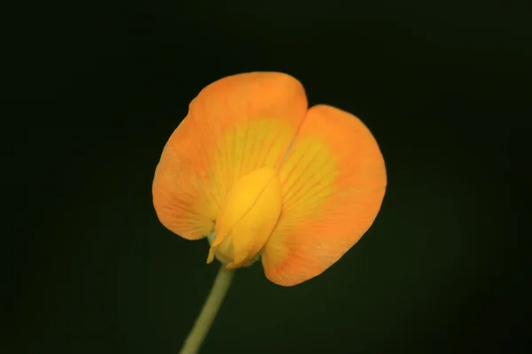 땅콩 꽃 — 스톡 사진