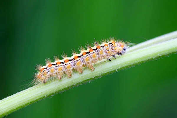 植物の茎に乗る毛虫 — ストック写真