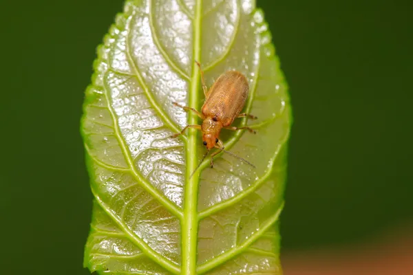 Ein Käfer auf einem grünen Blatt — Stockfoto