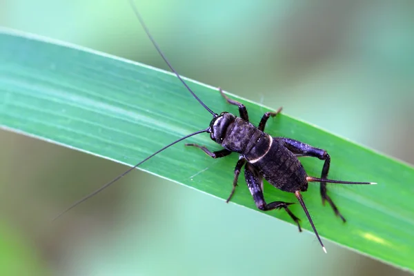 Cricket nymfer — Stockfoto