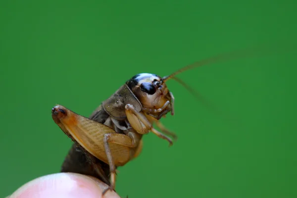 Cricket nimfen — Stockfoto