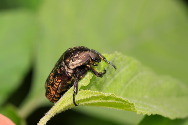 Chafer