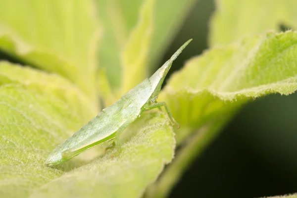 China atractomorpha locust — Stock Photo, Image