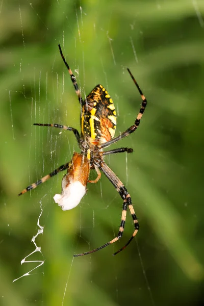 Una araña — Foto de Stock