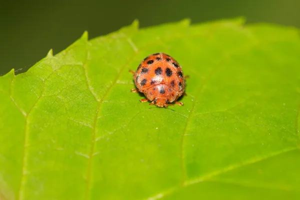 Pomme de terre coccinelle — Photo