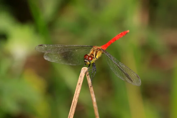 Κόκκινο dragonfly — Φωτογραφία Αρχείου