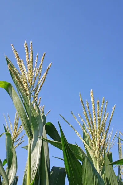 Maïs bloeiwijze van voor voeding bestemde gewassen — Stockfoto
