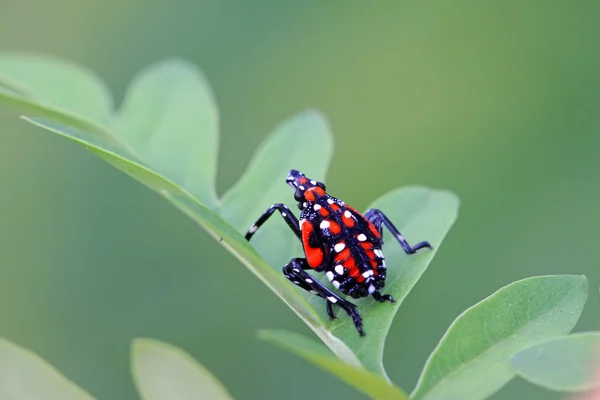 Fulgoroidea 緑の葉の昆虫 — ストック写真