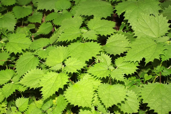 Hojas de plantas verdes —  Fotos de Stock