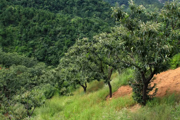 Chestnut trees in a mountain slope — Stock Photo, Image