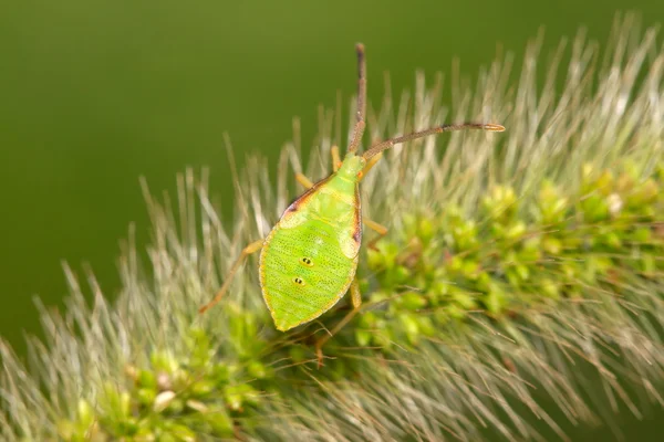 Apestoso insecto — Foto de Stock