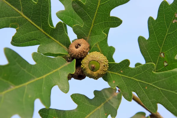 A kind of leaves under the blue sky — Stock Photo, Image