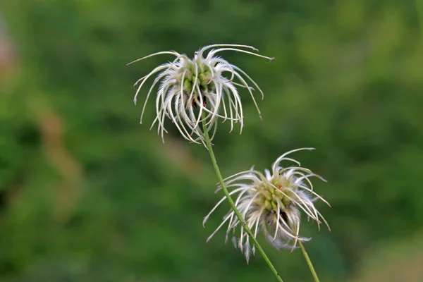 Wilde plant bloemen — Stockfoto