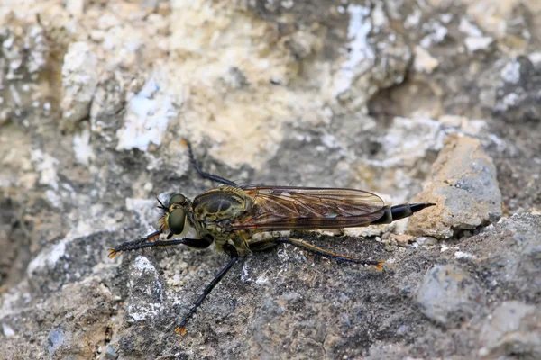 Insekter — Stockfoto