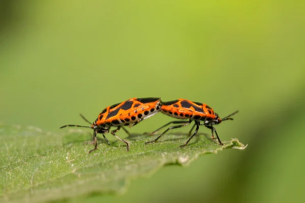 Dos chinches apestosas — Foto de Stock