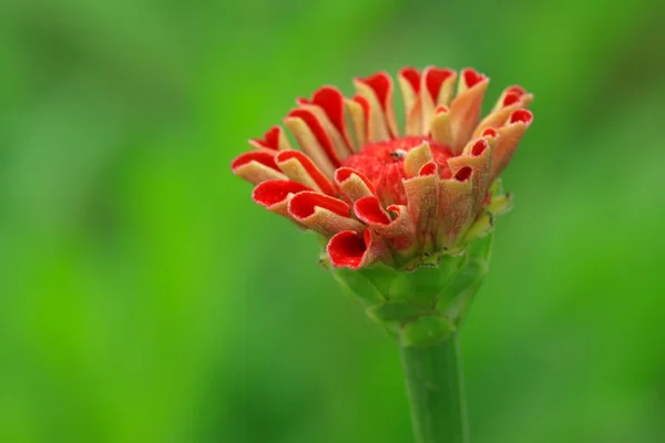 Beautiful flowers — Stock Photo, Image