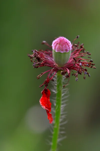 Le fruit de la plante de la famille du pavot — Photo