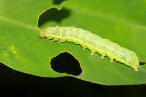 Lepidoptera insects Royalty Free Stock Images