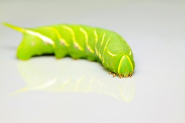 chanis bilin eata walker