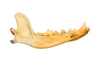 köpeğin dişleri