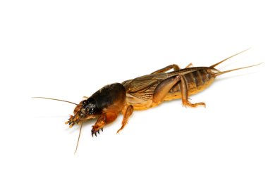 gryllotalpa orientalis